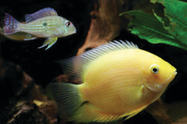 Fish